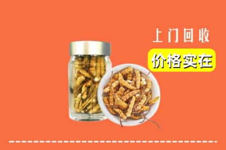 秦皇岛北戴河区回收散虫草